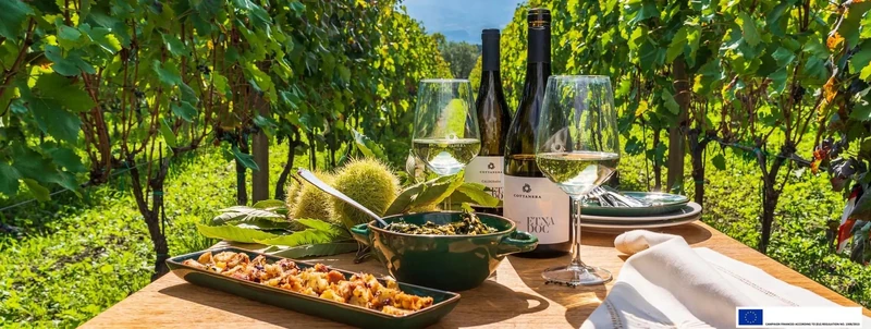 Vini e piatti della degustazione su una tavola tra i filari del vigneto